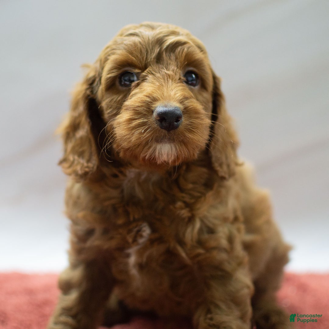 Cockapoo dogs for sale: Kade - Ad 4
