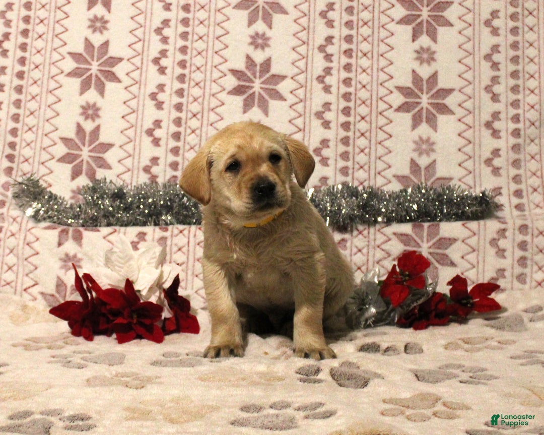 Labrador Retriever dogs for sale: Cookie - Ad 1