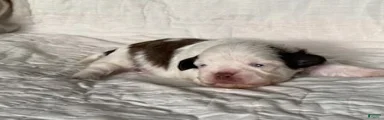 Shih Tzu 3