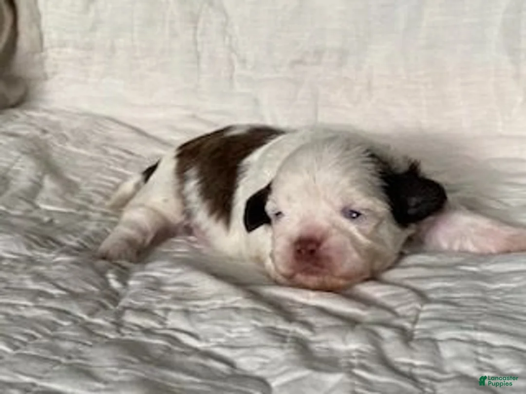 Shih Tzu dogs for sale: Shih Tzu 3 - Ad 1
