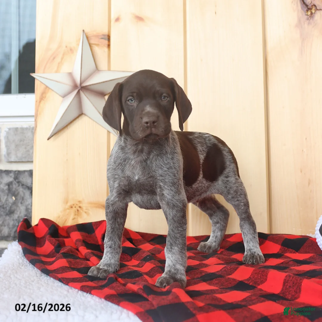 German Shorthaired Pointer dogs for sale: Duke - Ad 4