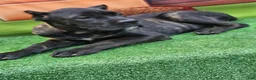Cane Corso dogs for sale: ELLA - Ad 13