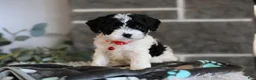Cavapoo dogs for sale: Dakota - Ad 2