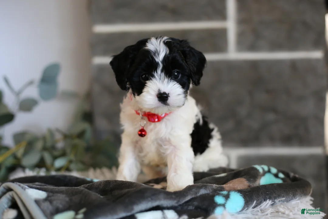 Cavapoo dogs for sale: Dakota - Ad 2