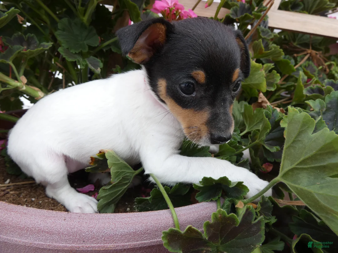 Toy Fox Terrier dogs for sale: Toy Fox Terrier 5 Daisey - Ad 4