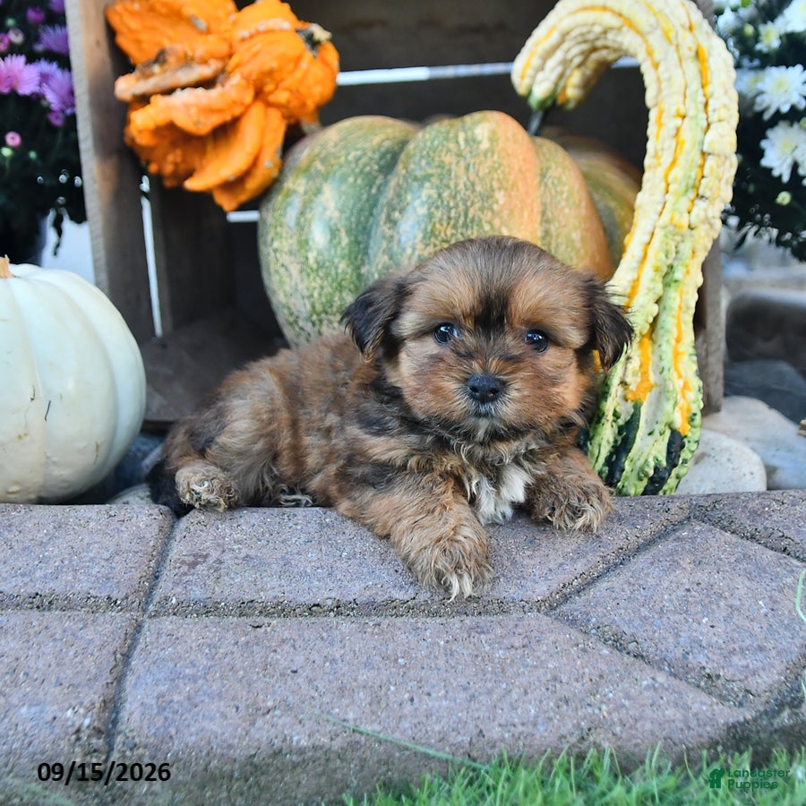 Shorkie dogs Dusty - Ad 2