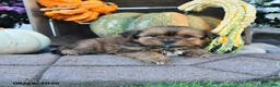 Shorkie dogs for sale: Dusty - Ad 2