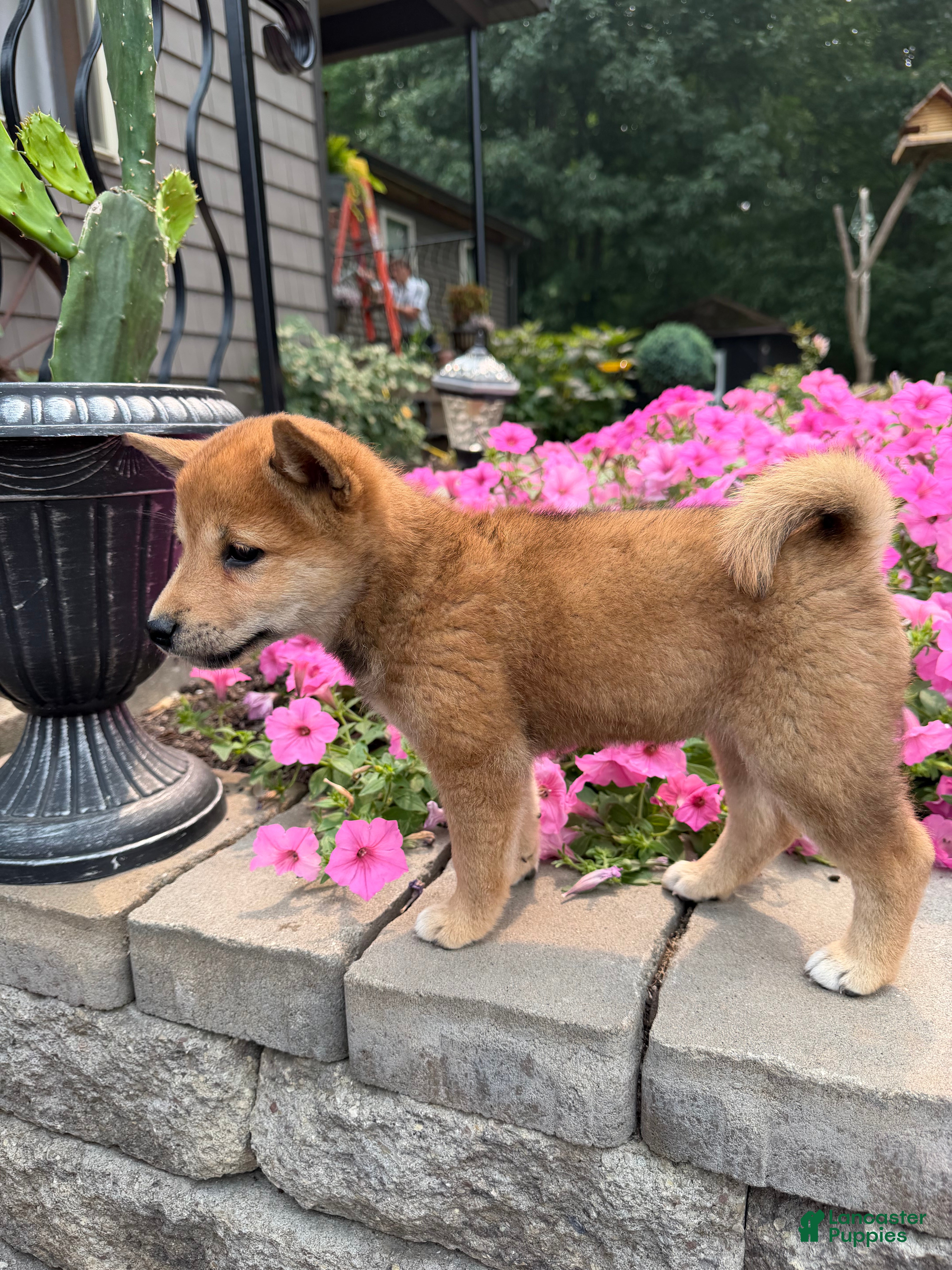 Shiba Inu dogs Shiba Inu 2 - Ad 36