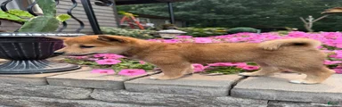 Shiba Inu 2