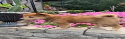 Shiba Inu dogs for sale: Shiba Inu 2 - Ad 1
