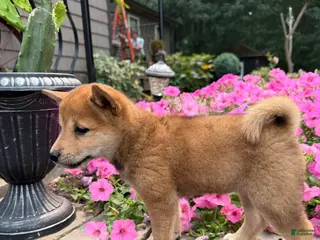 Shiba Inu dogs Shiba Inu 2 - Ad 36
