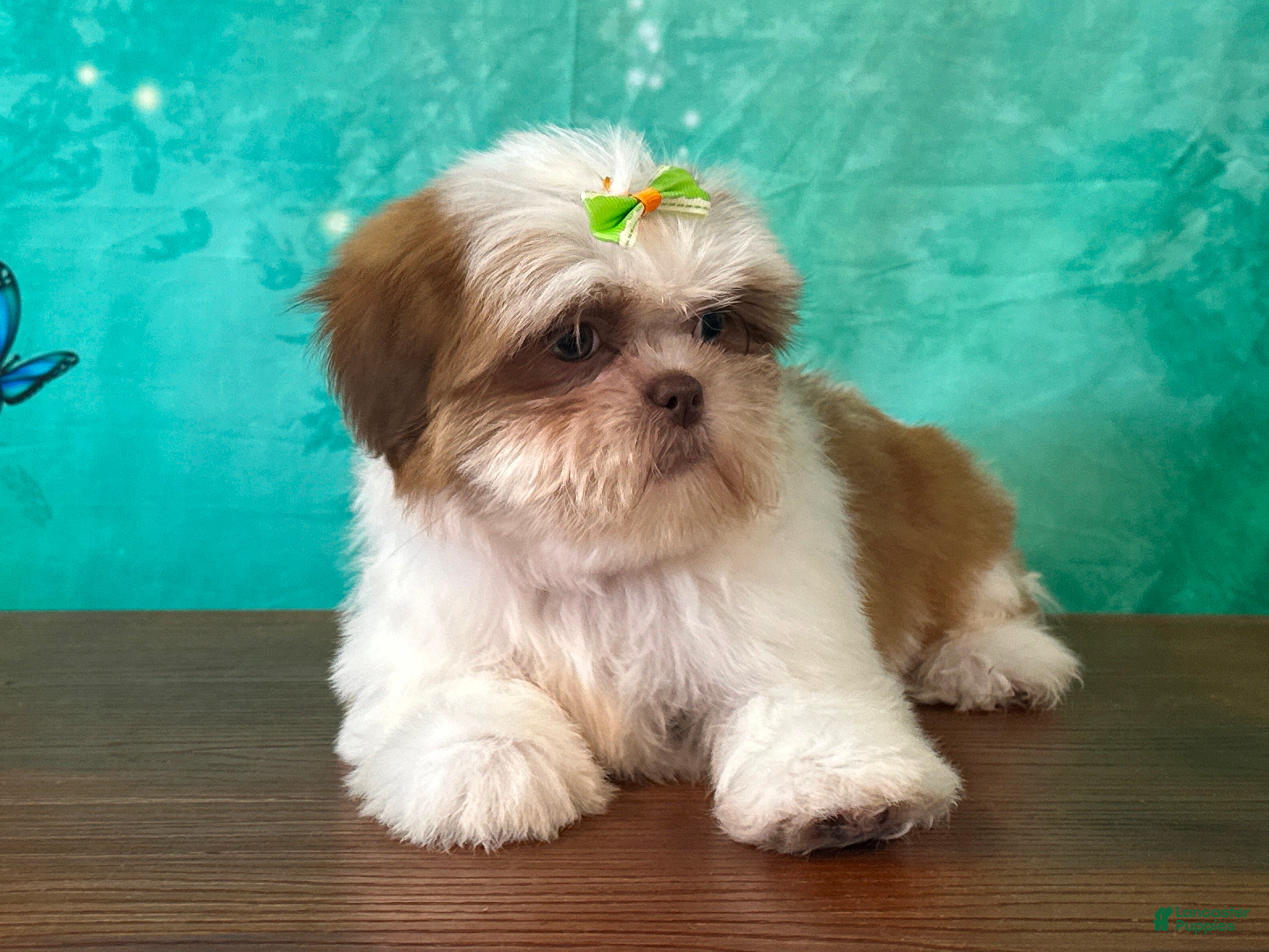 Shih Tzu dogs Bee - Ad 1