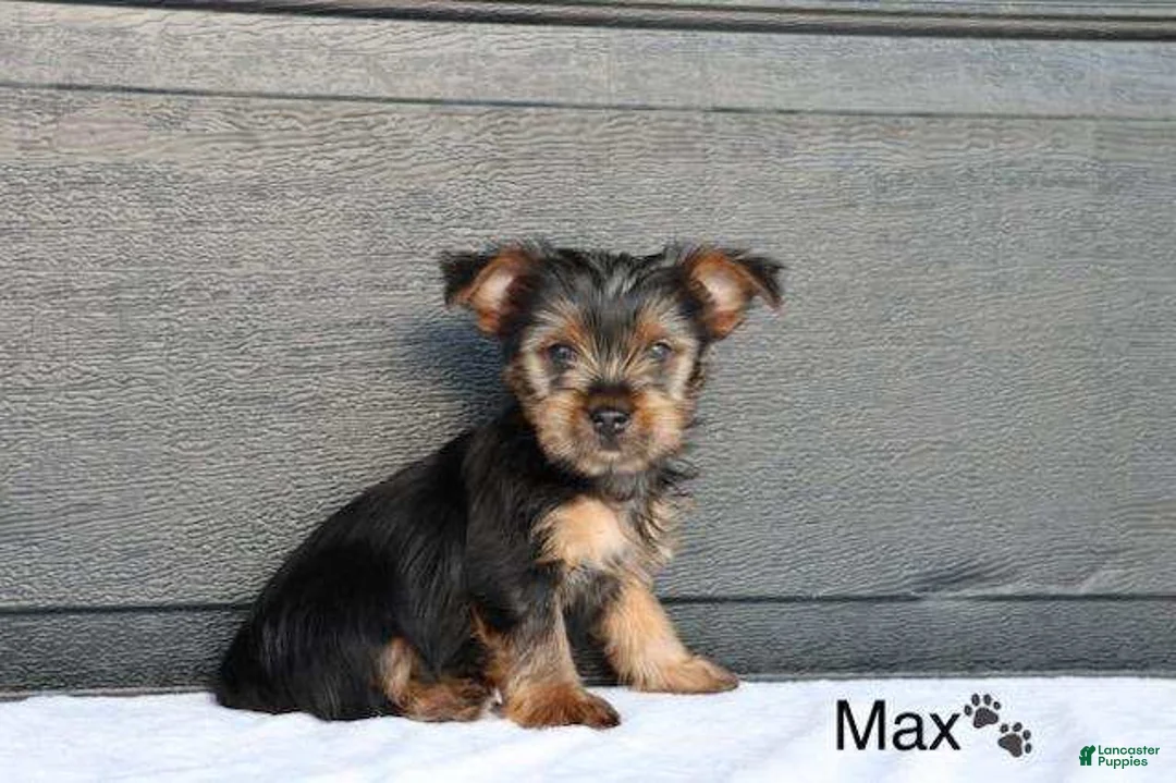 Yorkshire Terrier dogs for sale: Max - Ad 1