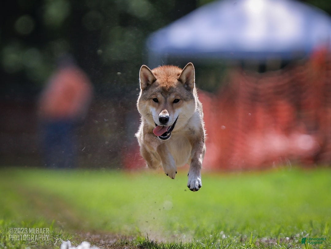 Shiba Inu dogs for sale: Shikoku Ken Puppy *Teal Collar* - Ad 2