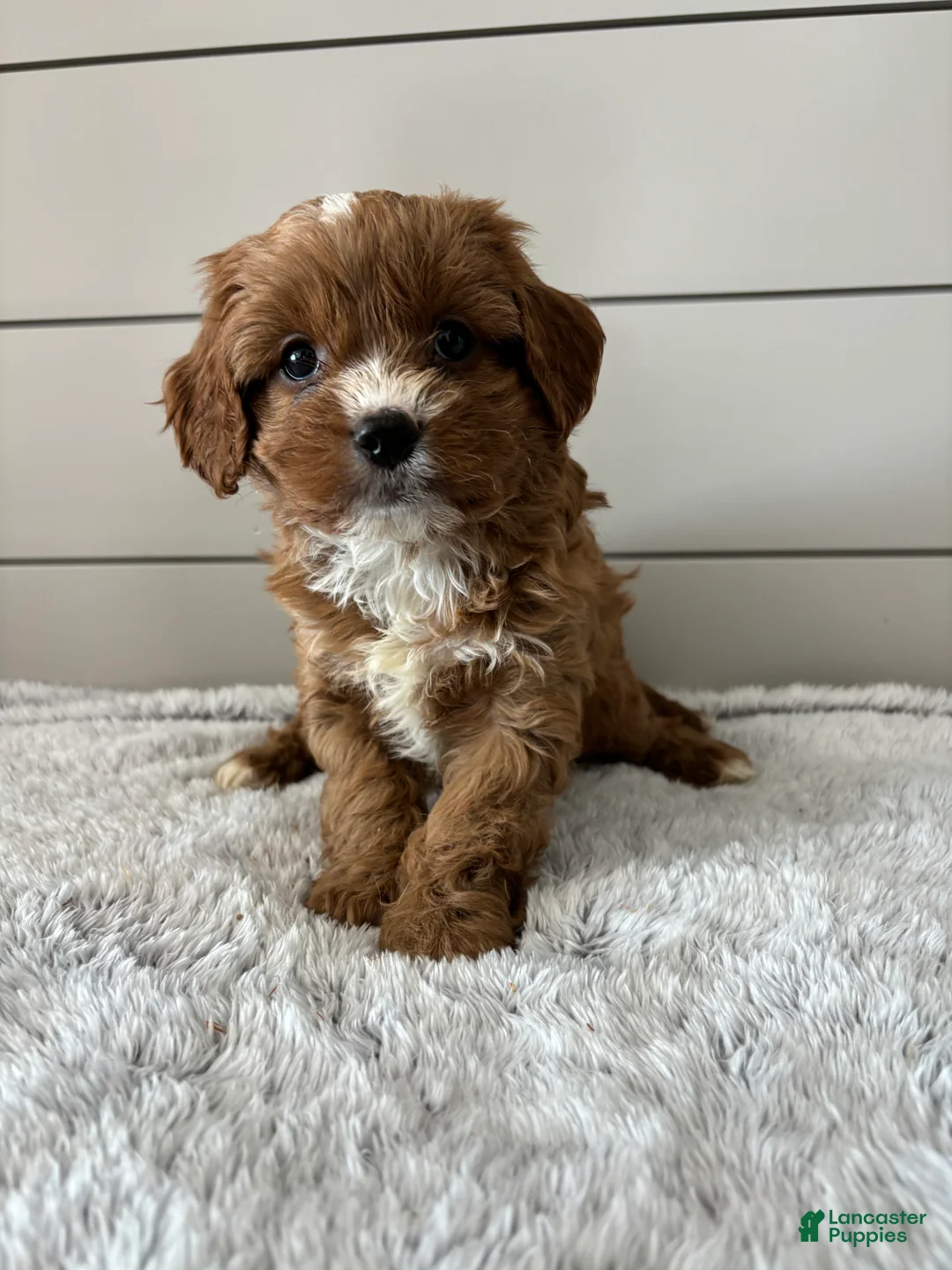 Cavapoo dogs for sale: Cocoa - Ad 2