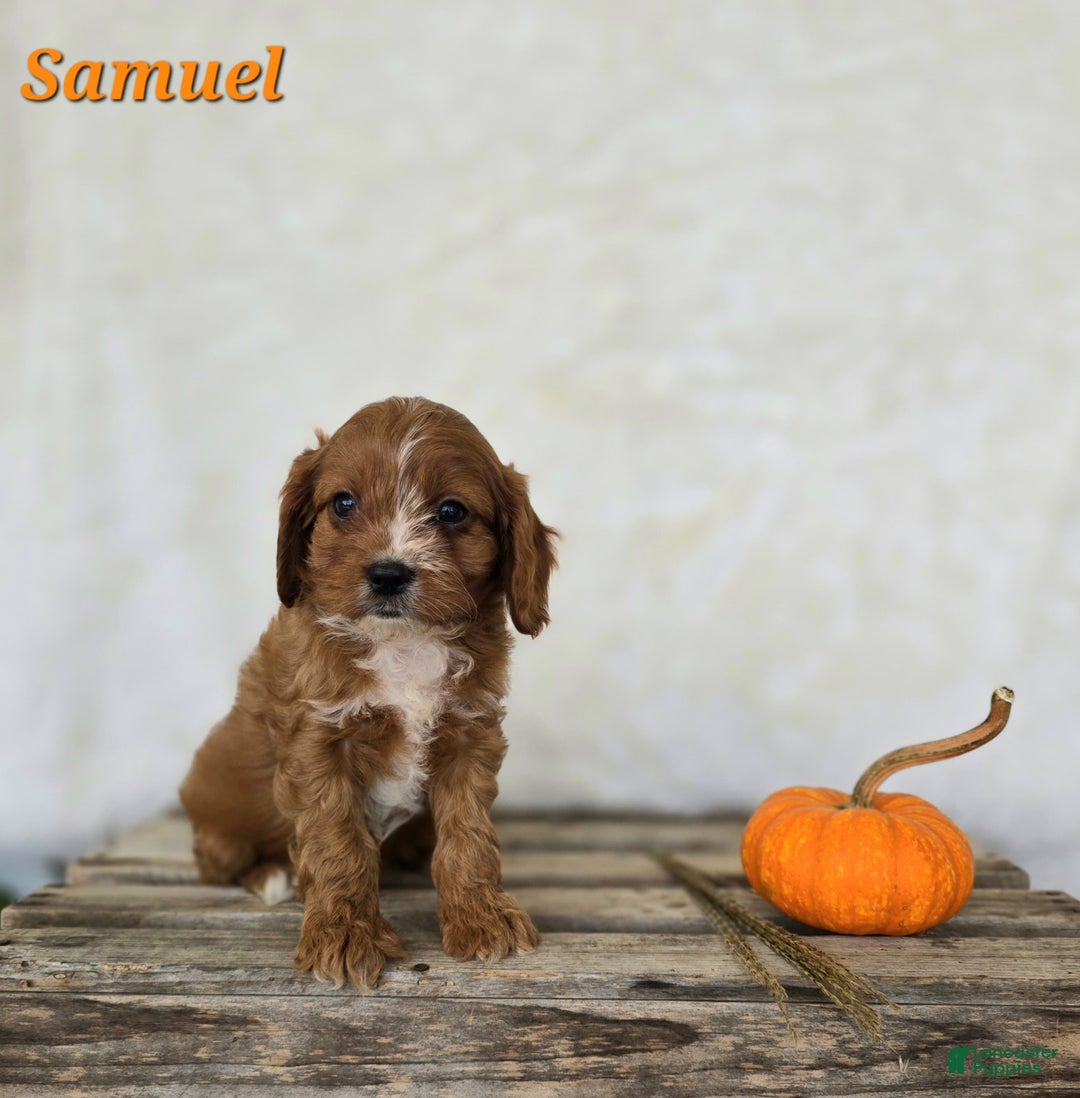 Cavapoo dogs for sale: Samuel - Ad 4