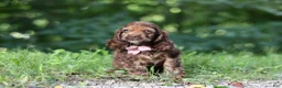Cocker Spaniel dogs for sale: Sadie - Ad 2