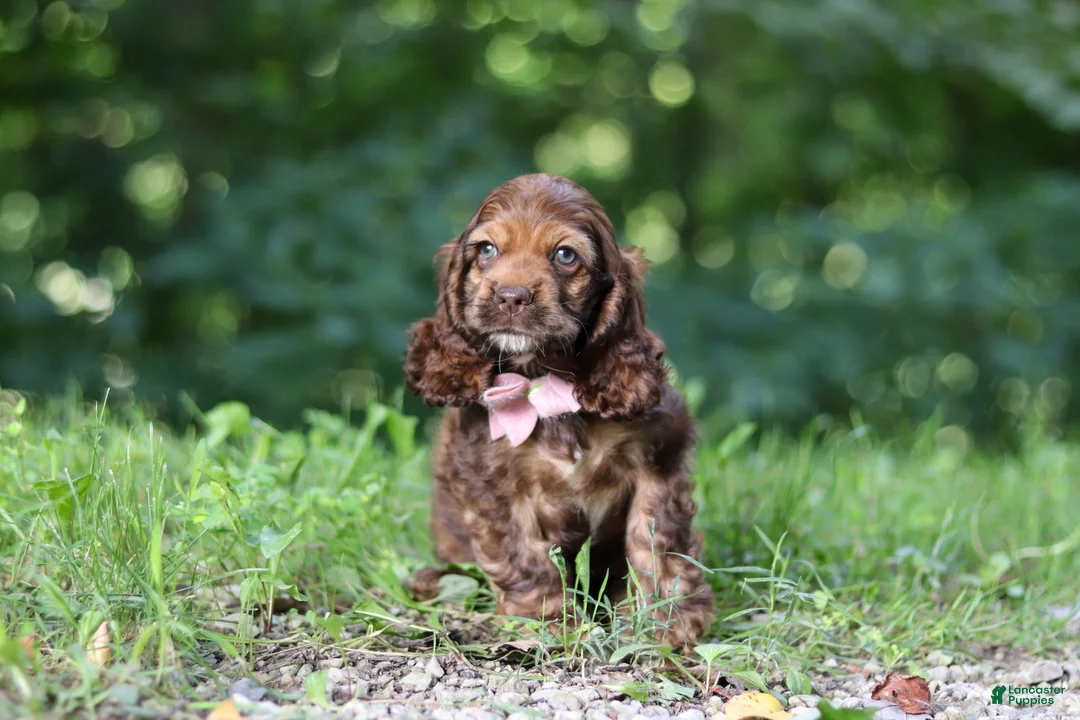 Cocker Spaniel dogs for sale: Sadie - Ad 2