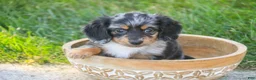 Miniature Dachshund dogs for sale: Belle Miniature Dachshund  - Ad 3