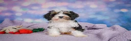 Cavapoo dogs for sale: Duke - Ad 12