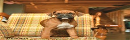 Boxer dogs for sale: Basil - Ad 5