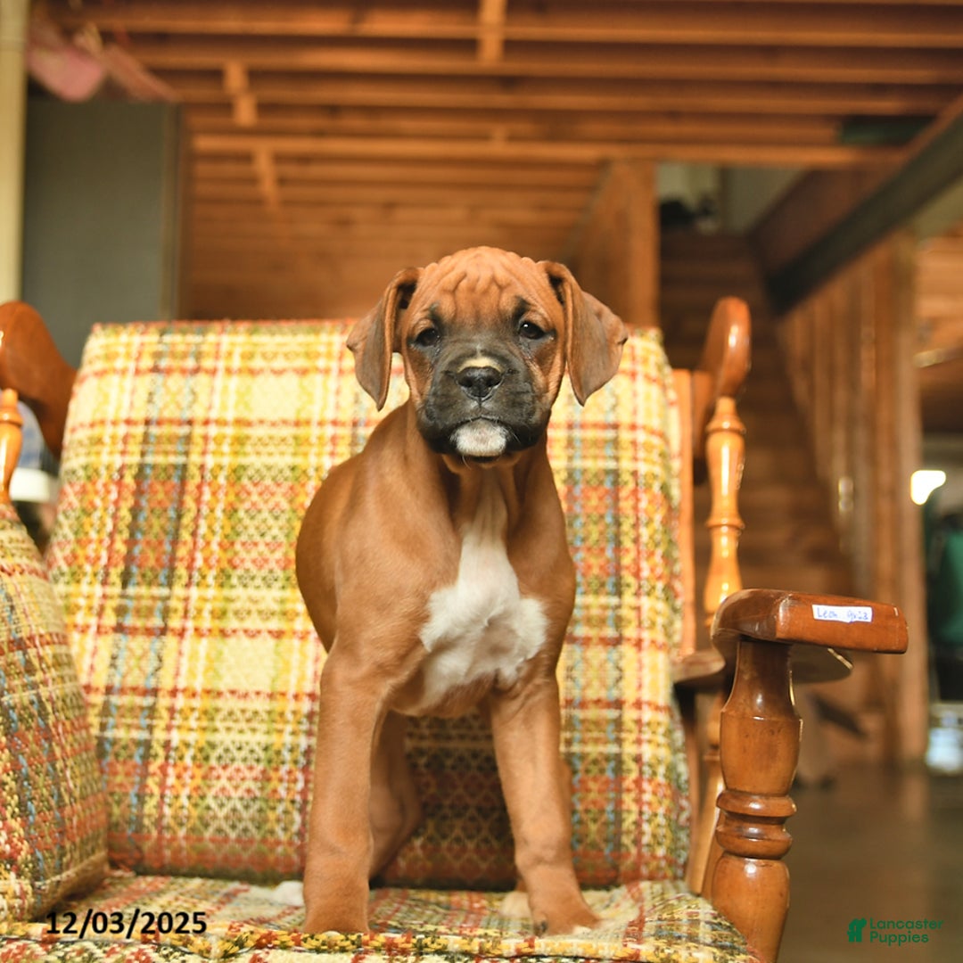 Boxer dogs for sale: Basil - Ad 5
