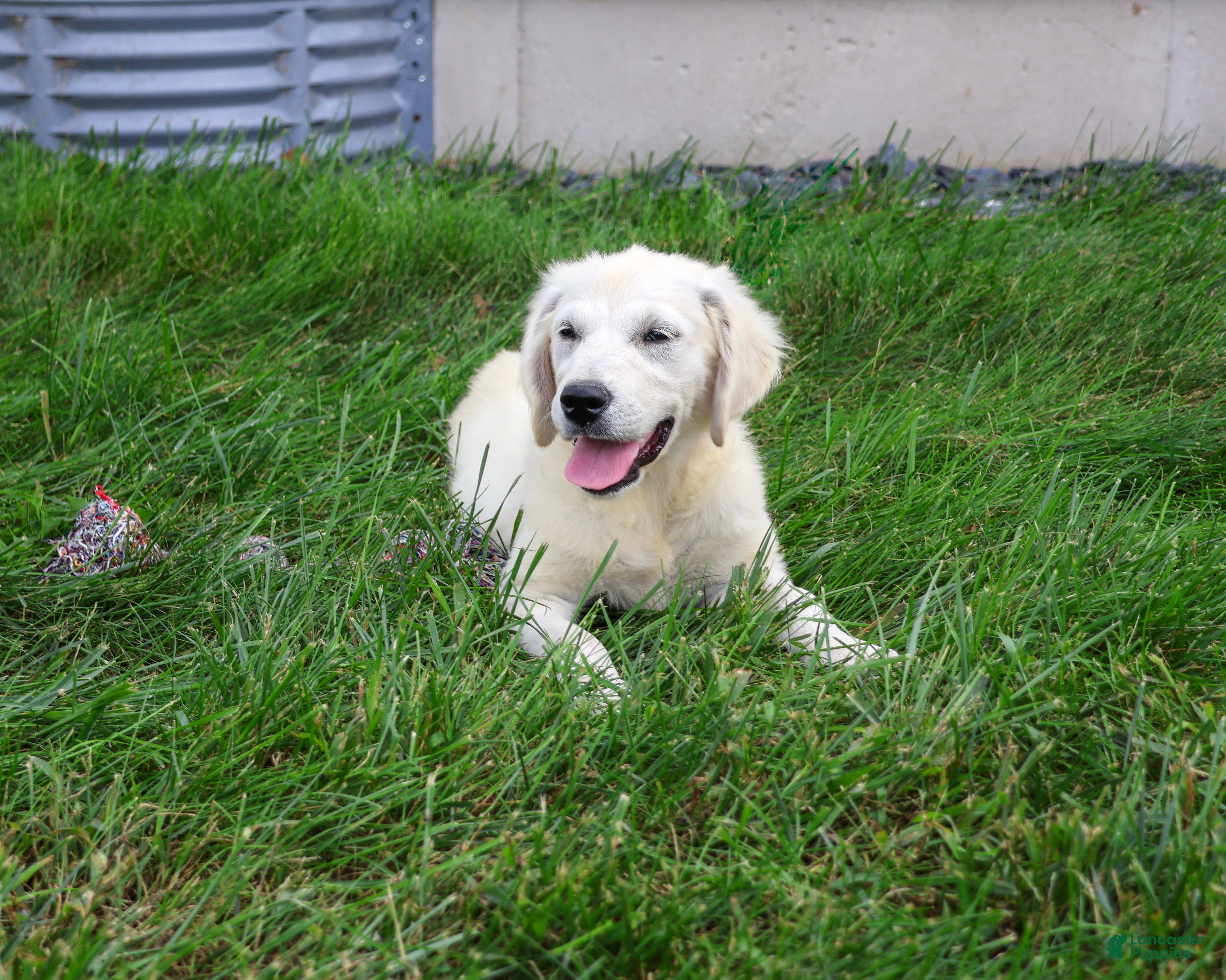 Golden Retriever dogs Tallulah - Ad 42