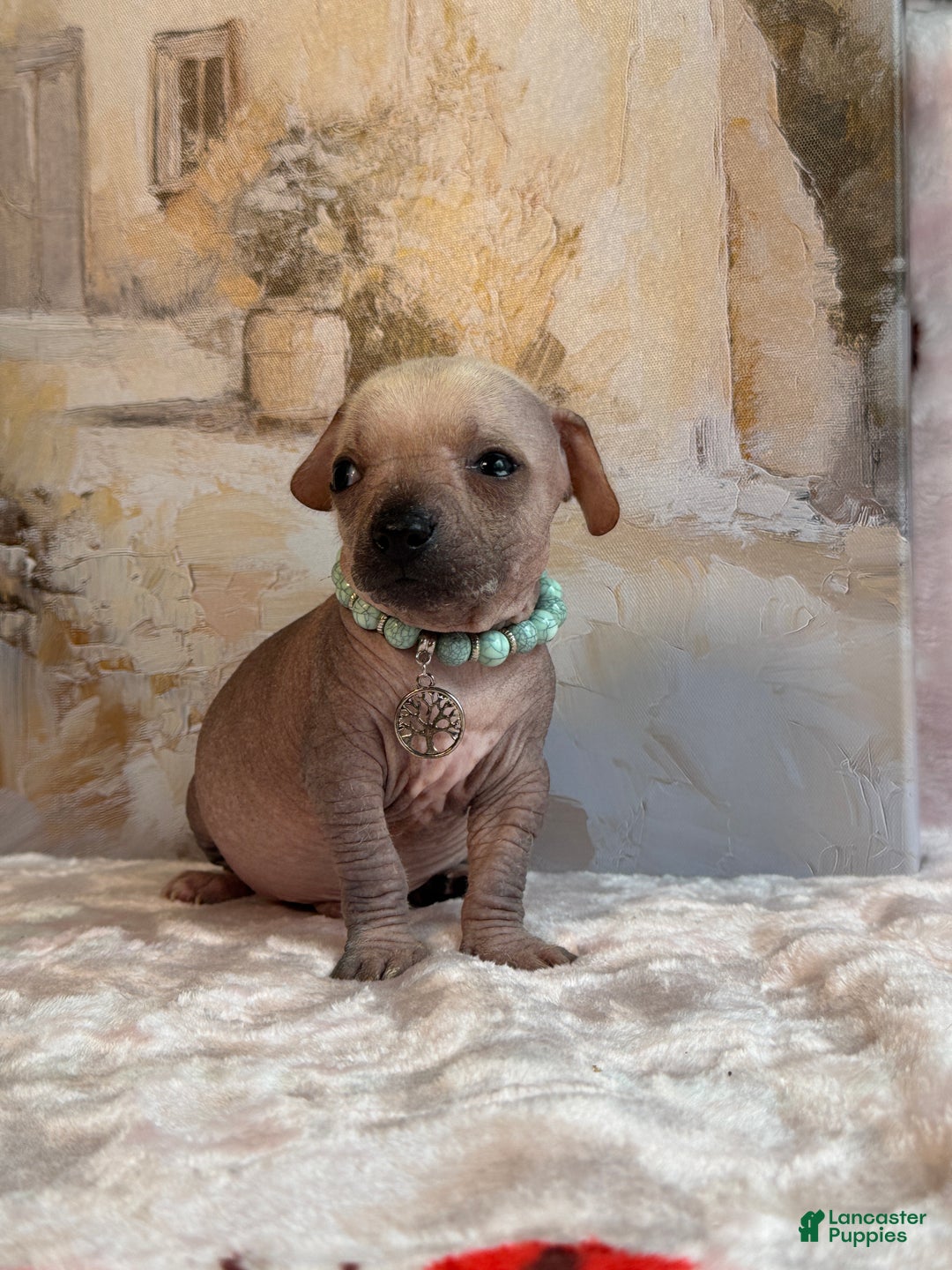 Mixed Breed dogs for sale: Ramstein  - Ad 17