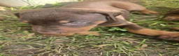 Doberman Pinscher dogs for sale: Doberman Pinscher 3 - Ad 1