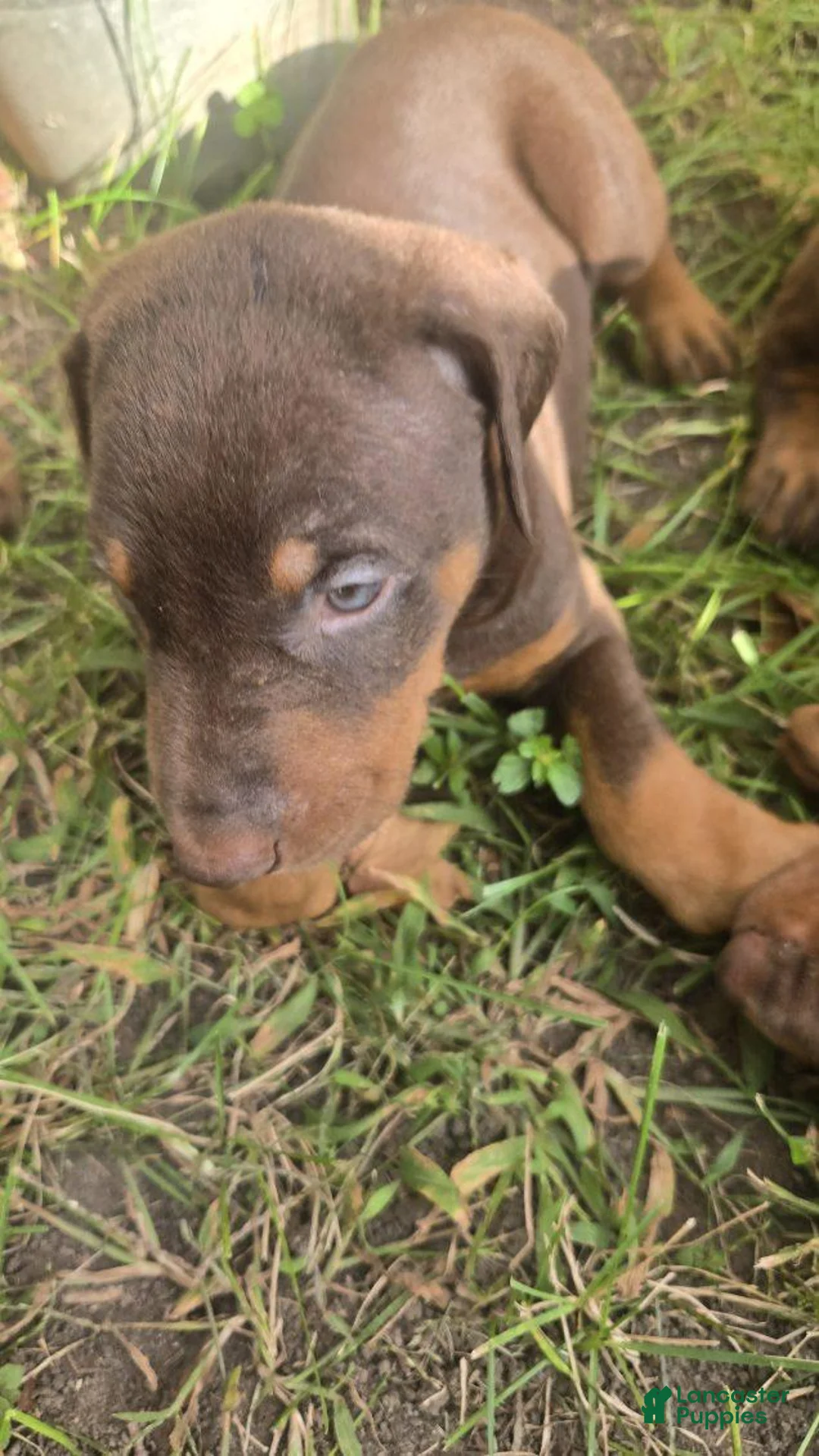 Doberman Pinscher dogs for sale: Doberman Pinscher 3 - Ad 1