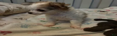 Chihuahua 2