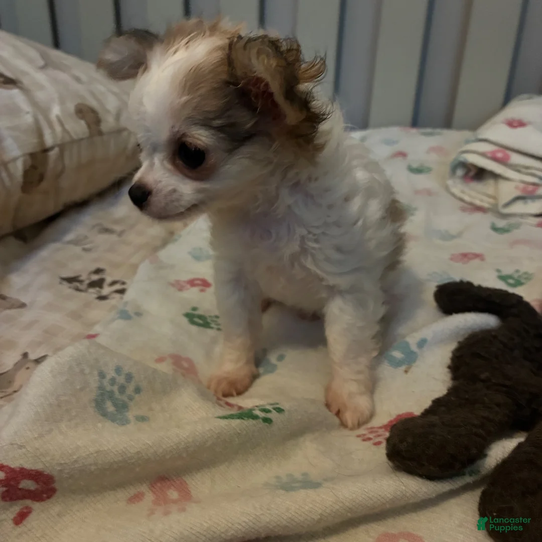 Chihuahua dogs for sale: Chihuahua 2 - Ad 1