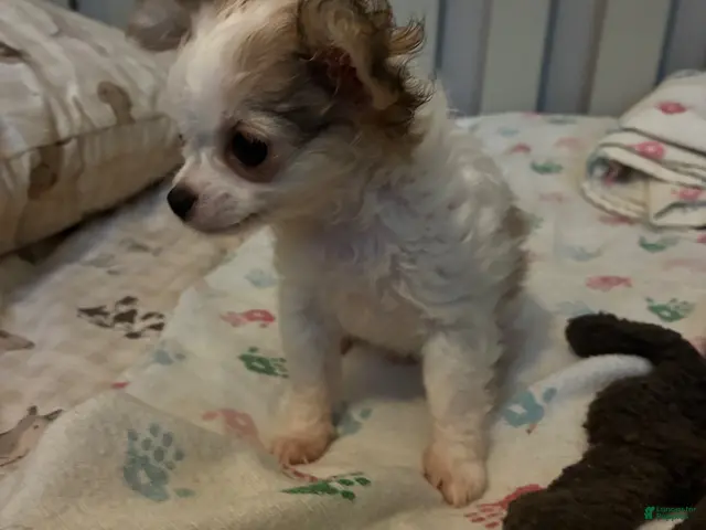 Chihuahua dogs for sale: Chihuahua 2 - Ad 1