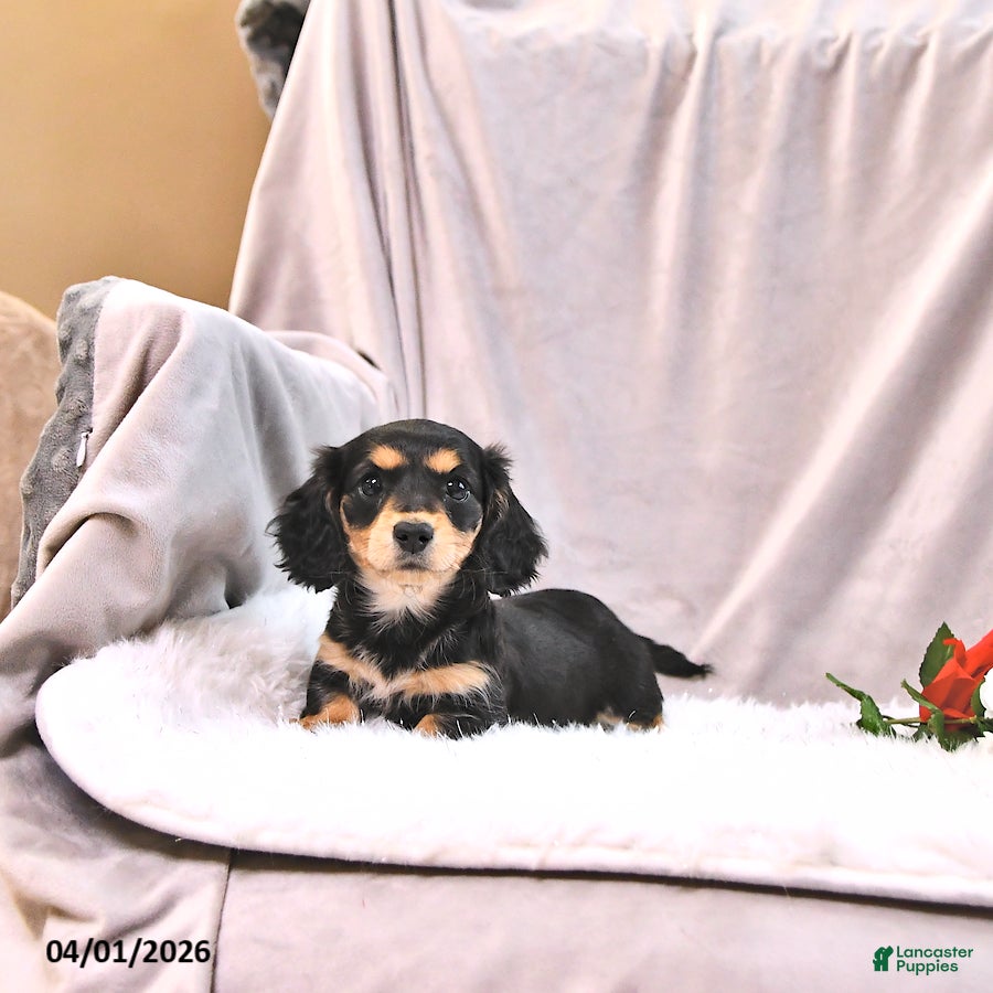 Miniature Dachshund dogs Kylo - Ad 2