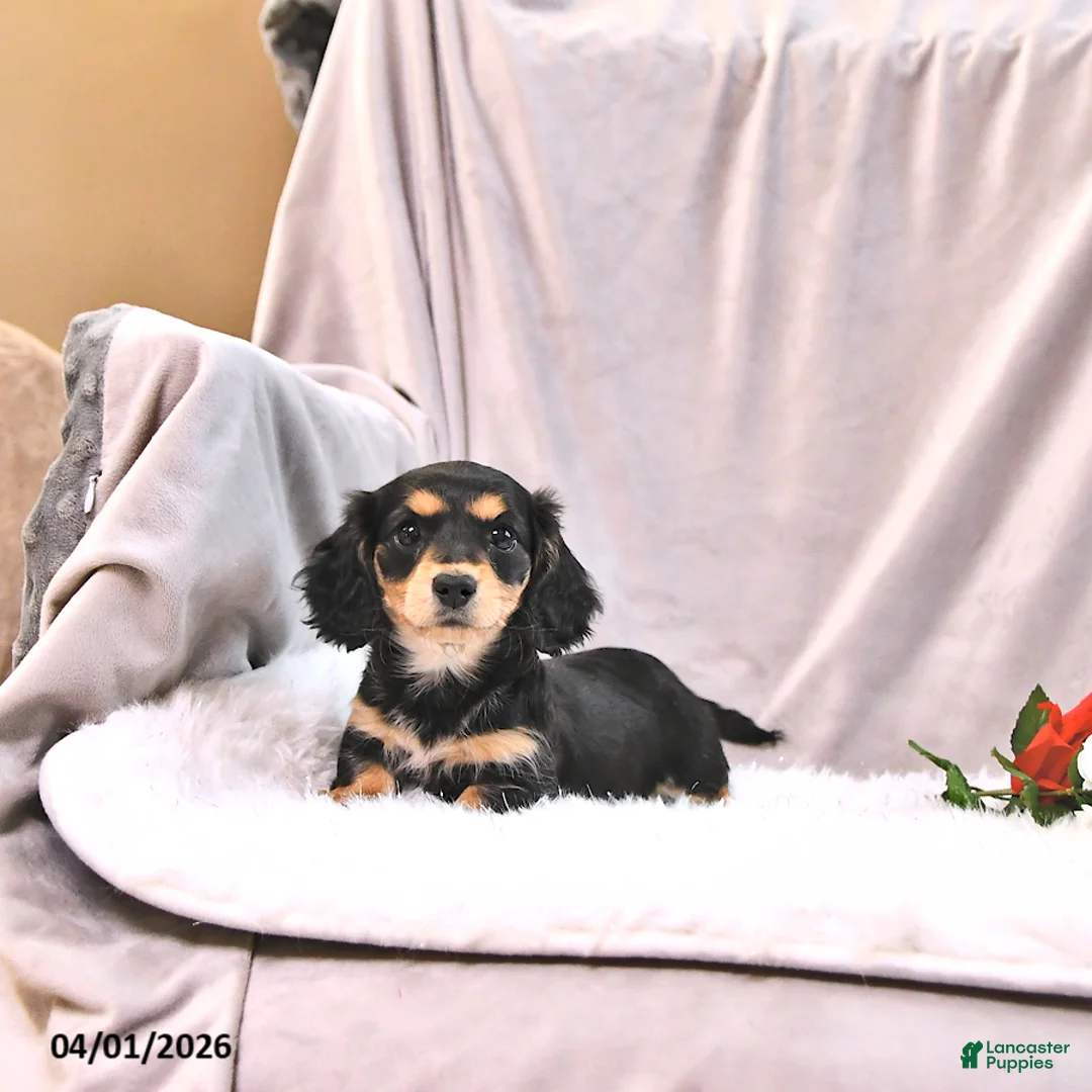 Miniature Dachshund dogs for sale: Kylo - Ad 2