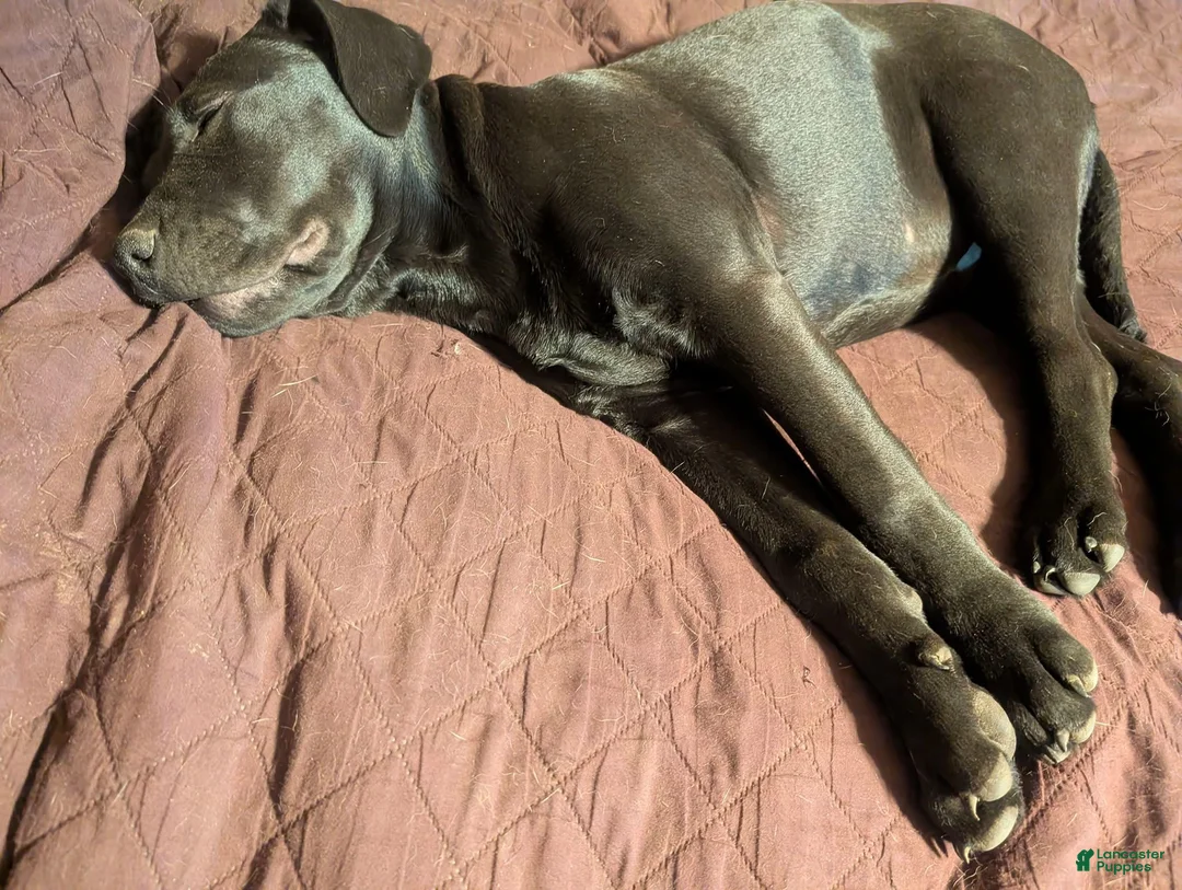 Labrador Retriever dogs for sale: Puppy 2 - Ad 2