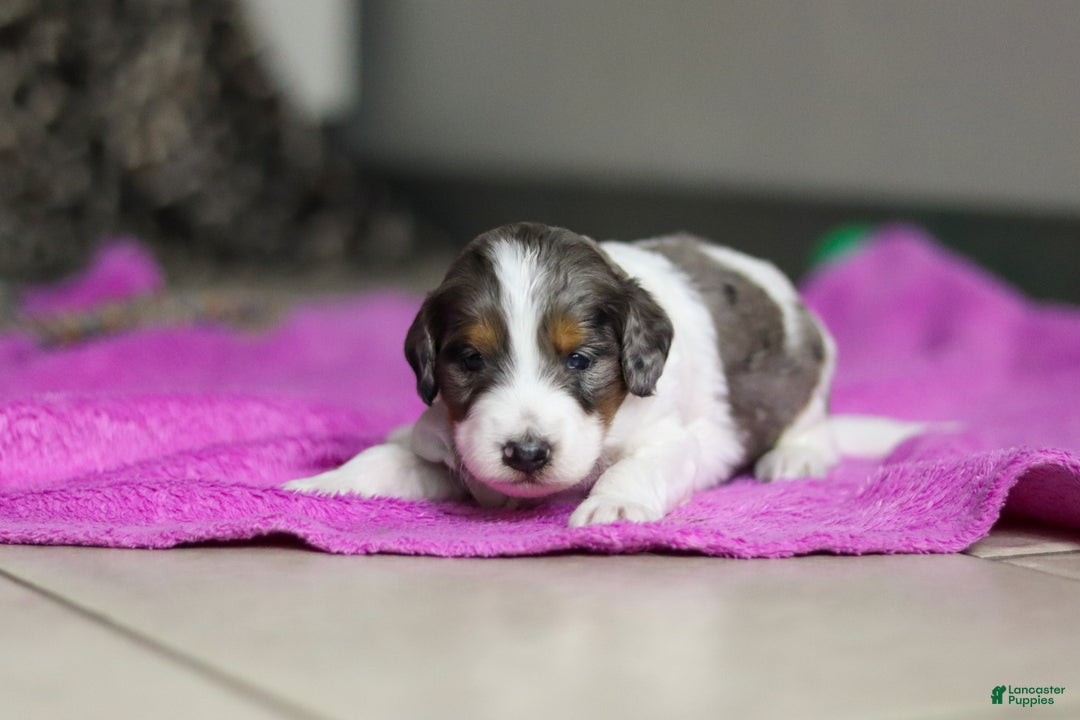 Mini Bernedoodle dogs for sale: Denver — Male — $1999 - Ad 2