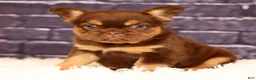 French Bulldog dogs for sale: CoCo - Ad 8