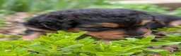 Mixed Breed dogs for sale: Mort - Ad 7