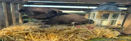 Chihuahua dogs for sale: Bingo - Ad 9