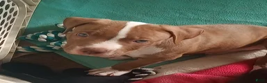 American Pit Bull Terrier 1