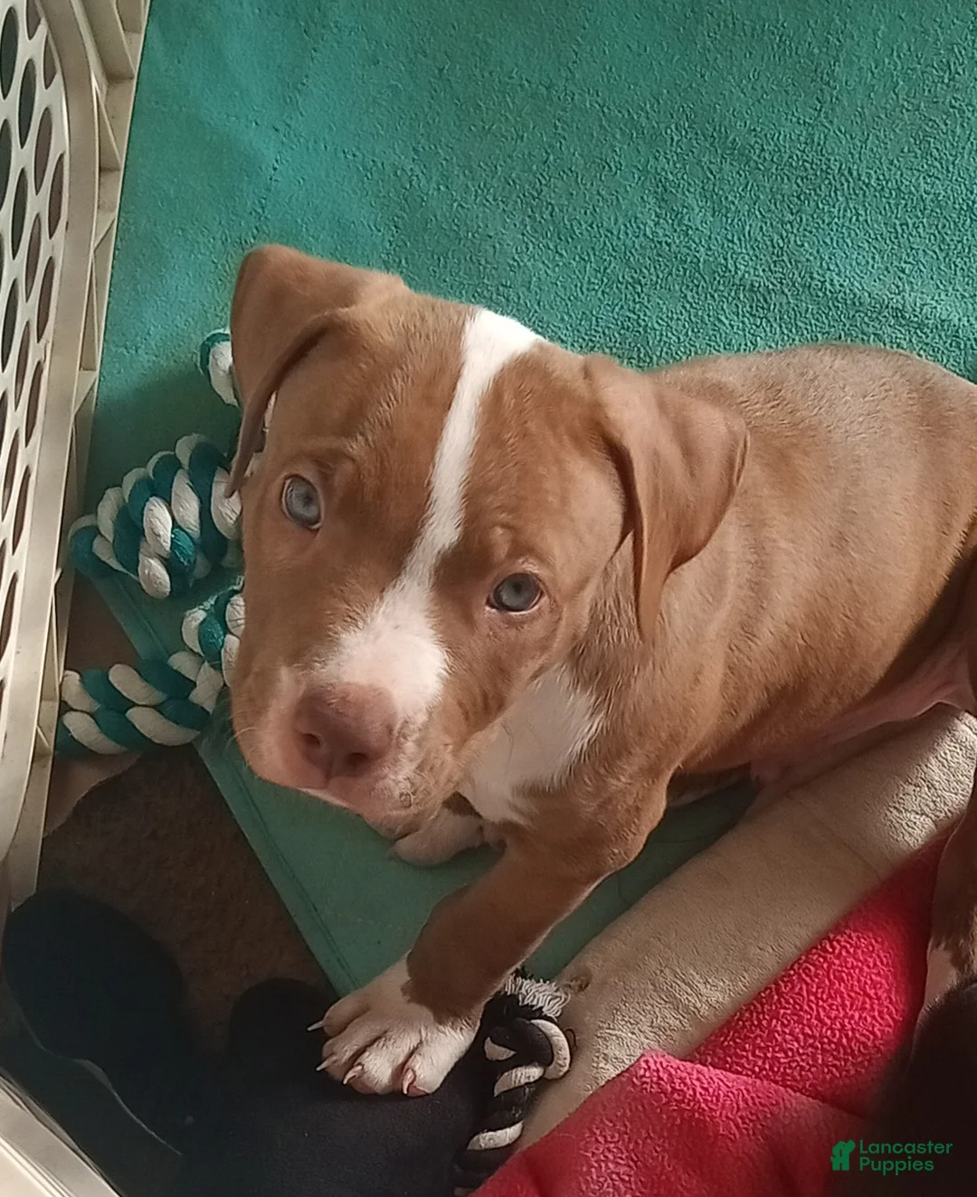 American Pit Bull Terrier dogs for sale: American Pit Bull Terrier 1 - Ad 1