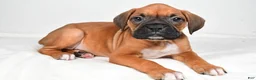 Boxer dogs for sale: Tonya - Ad 7