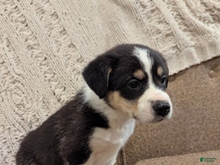 Border Collie dogs - Ad 36