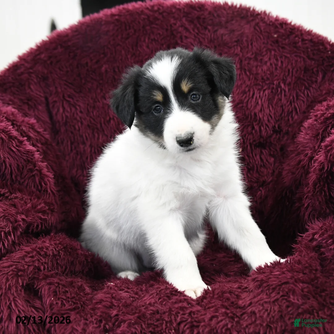 Border Collie dogs for sale: Snickers - Ad 3