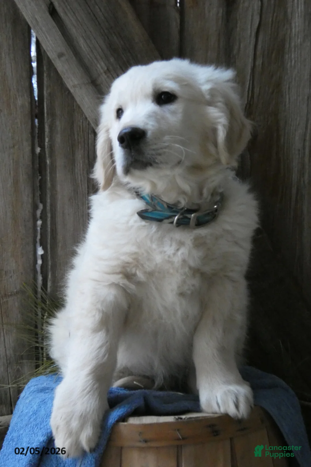 Golden Retriever dogs for sale: Fluffernutter - Ad 5