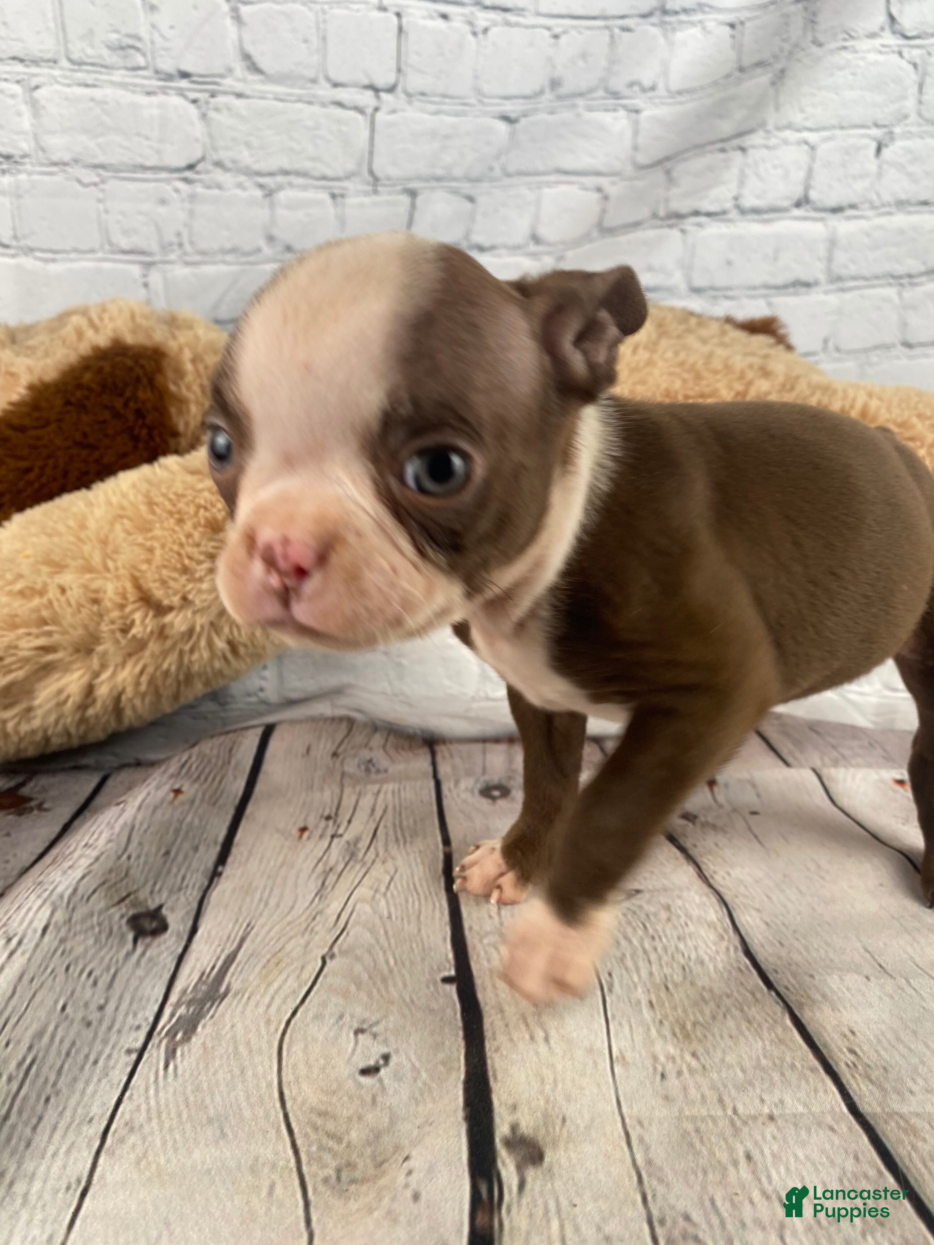 Boston Terrier dogs Chloe - Ad 1