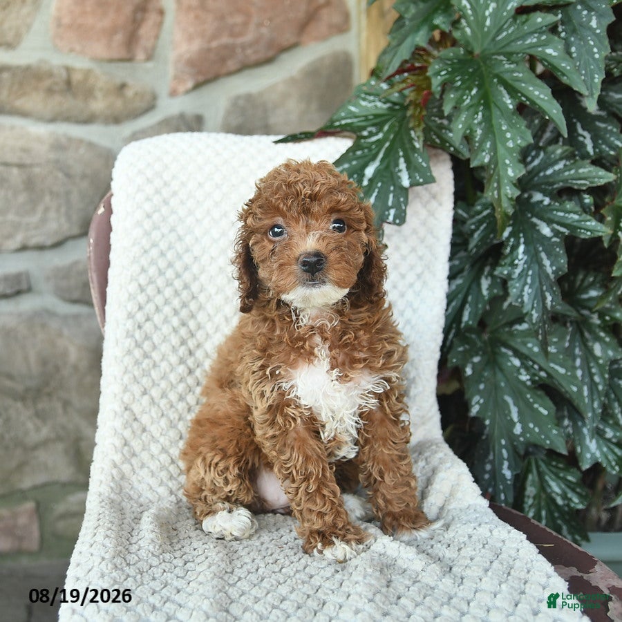 Miniature Poodle dogs for sale: Sierra  - Ad 2