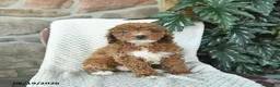Miniature Poodle dogs for sale: Sierra  - Ad 1