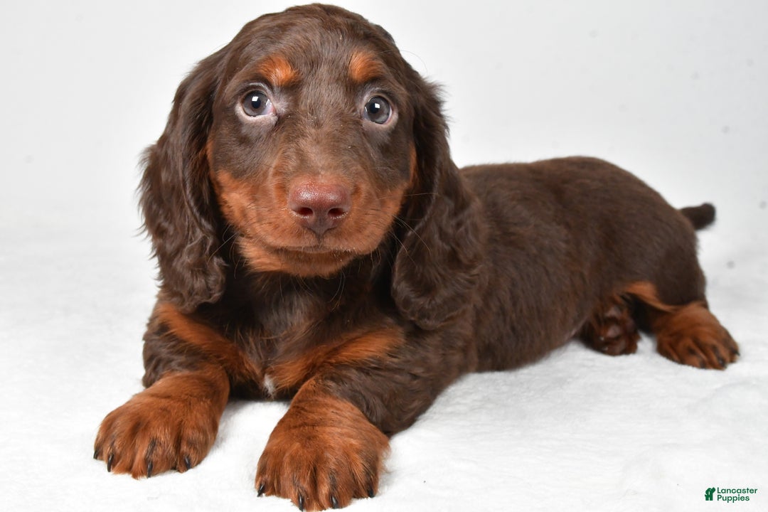 Miniature Dachshund dogs for sale: Alex - Ad 4